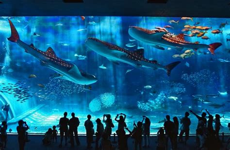 The Quirky 2019 Genoa Aquarium Incident Highlighting the Importance of Ethical Treatment and Public Safety Concerns